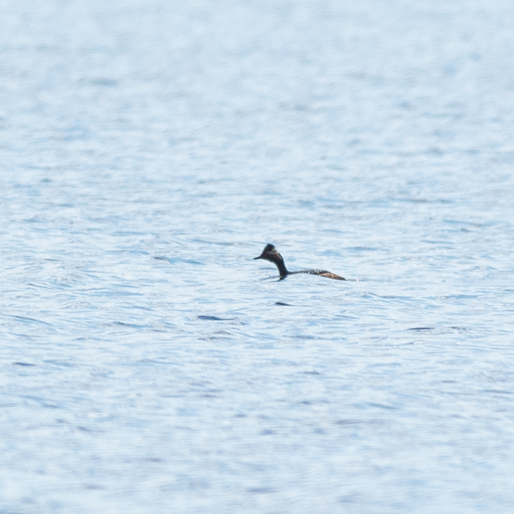Black-necked grebe
